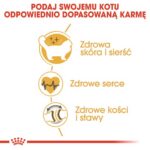 Royal Canin Ragdoll Adult karma sucha dla kotów dorosłych rasy ragdoll 400g - obrazek 4