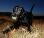 Chuckit! Max Glow Ball Medium [32313] - obrazek 5