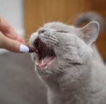 UrinoVet Cat 45 tabletek - obrazek 3